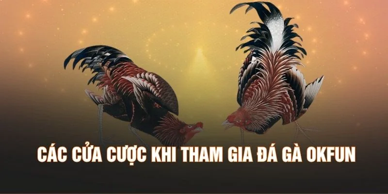 Các cửa cược khi tham gia đá gà OKFUN
