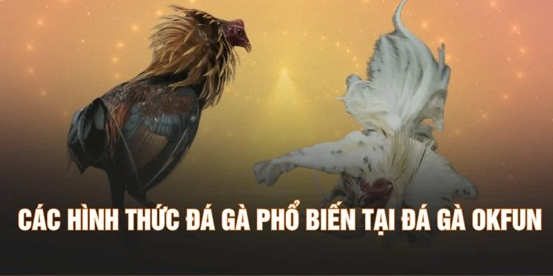Các hình thức đá gà phổ biến tại đá gà OKFUN
