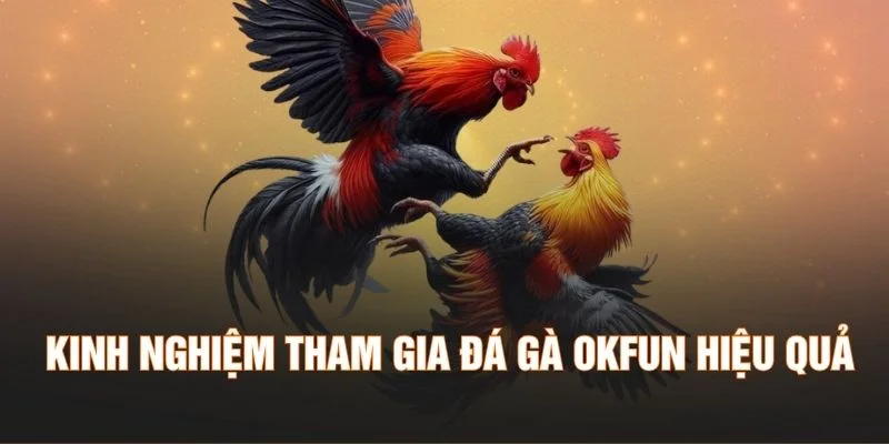 Kinh nghiệm tham gia đá gà OKFUN hiệu quả