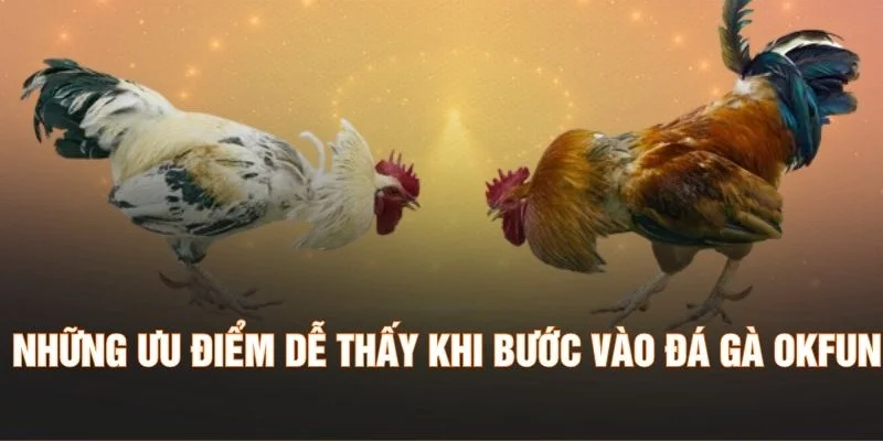 Những ưu điểm dễ thấy khi bước vào đá gà OKFUN